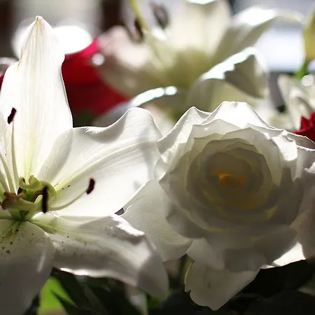 Frühstückspension Mulvarra House 3*