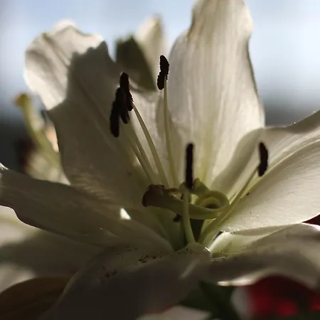 Frühstückspension Mulvarra House