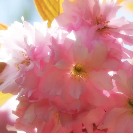 Mulvarra House Frühstückspension