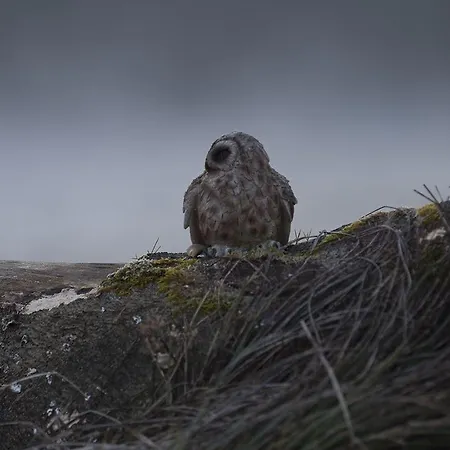 Mulvarra House Frühstückspension