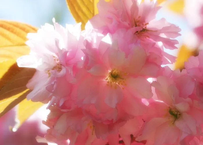 Mulvarra House Bed & Breakfast