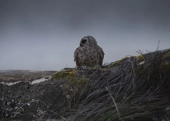 Mulvarra House Bed & Breakfast